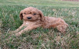 Cavapoo dogs for sale: Axel - Image 4