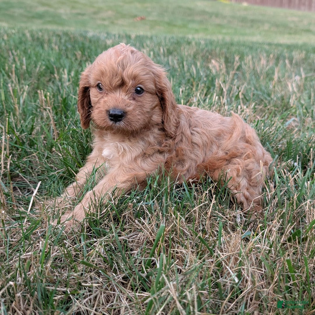 Cavapoo dogs for sale: Axel - Image 4