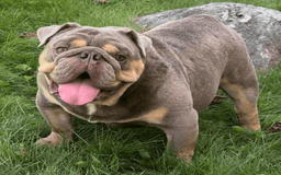 English Bulldog dogs for sale: Pablo - Image 1
