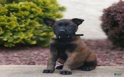 Belgian Malinois dogs for sale: Dominic - Image 1