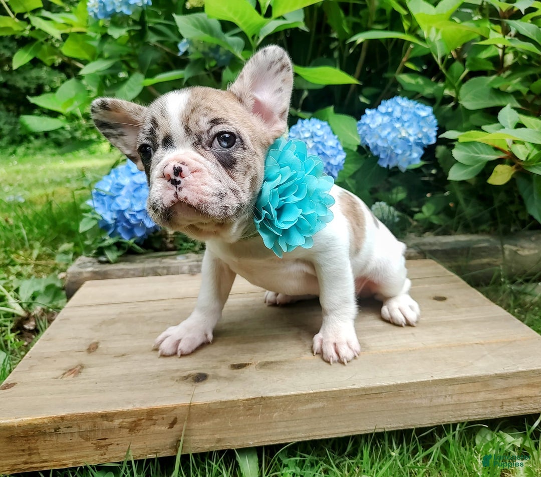 French Bulldog dogs for sale: Athena Akc - Image 24