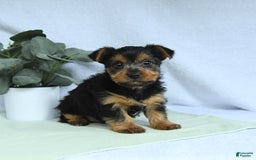 Yorkshire Terrier dogs for sale: Echo - Image 1