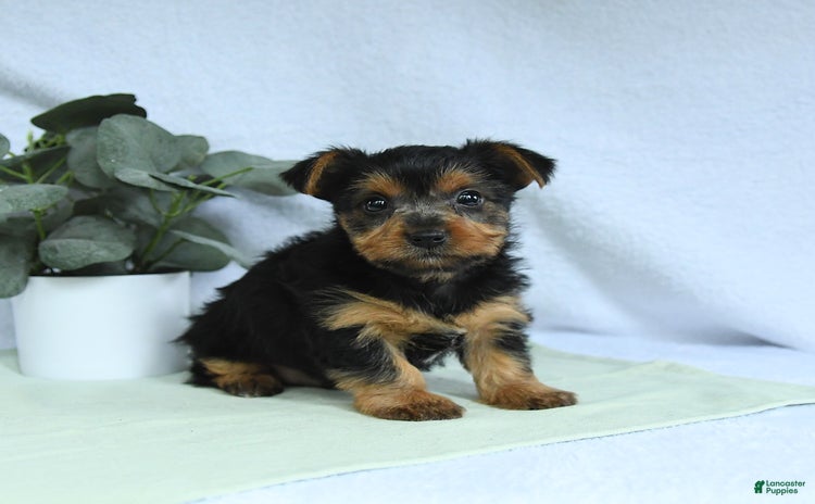 Yorkshire Terrier dogs for sale - Ad 1