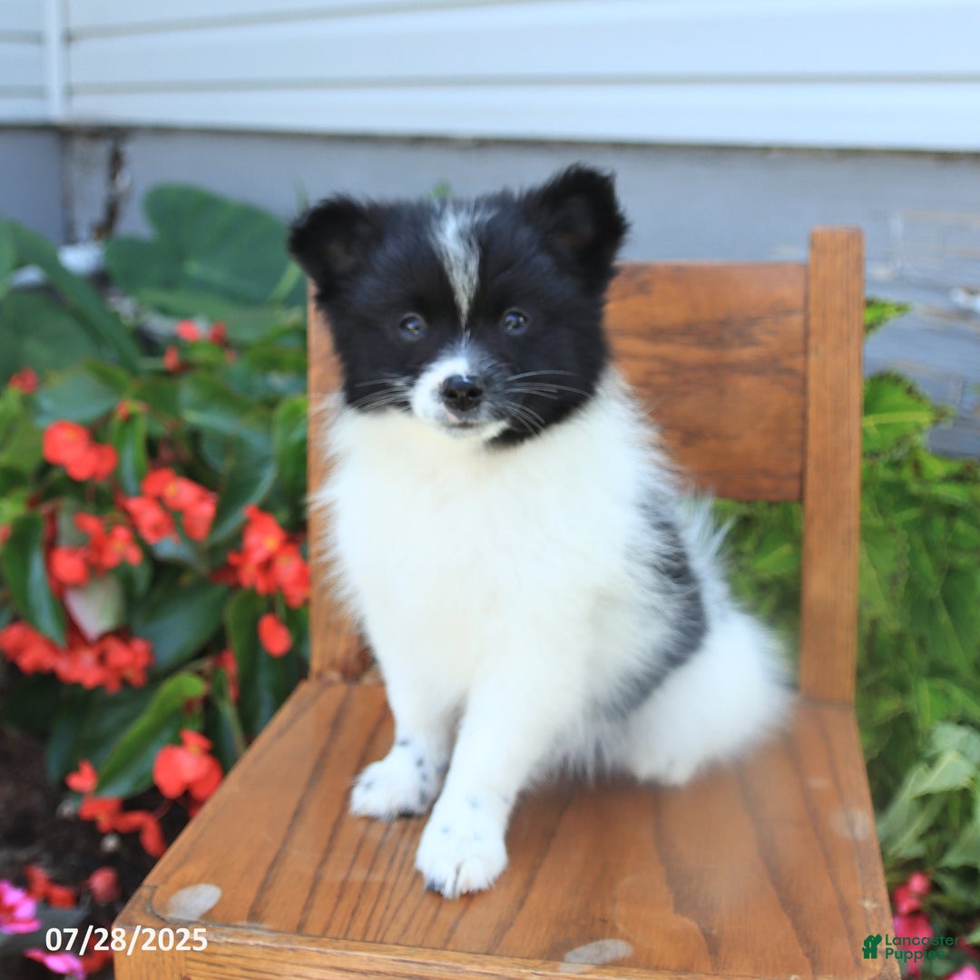 Pomeranian dogs for sale: Pomeranian 4 puppies - Image 9