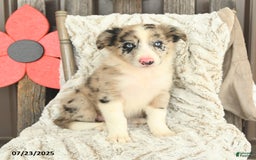Border Collie dogs for sale: Nala - Image 4