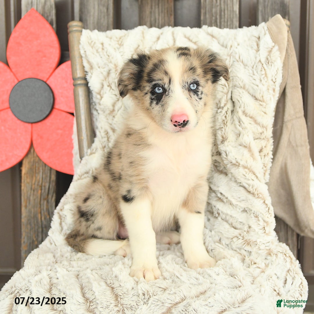 Border Collie dogs for sale: Nala - Image 4