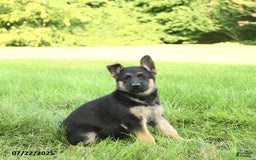 German Shepherd dogs for sale: Heidi - Image 3