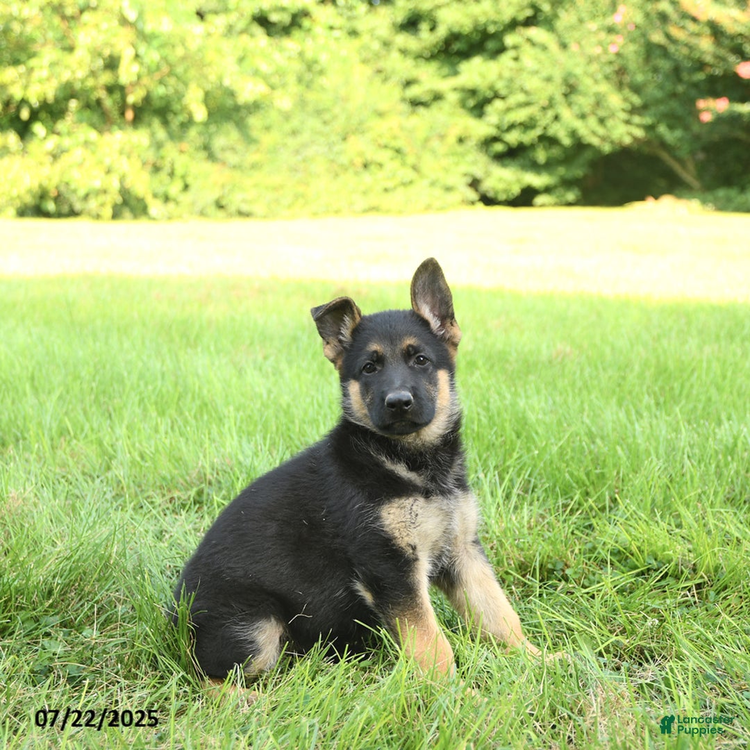 German Shepherd dogs for sale: Heidi - Image 3