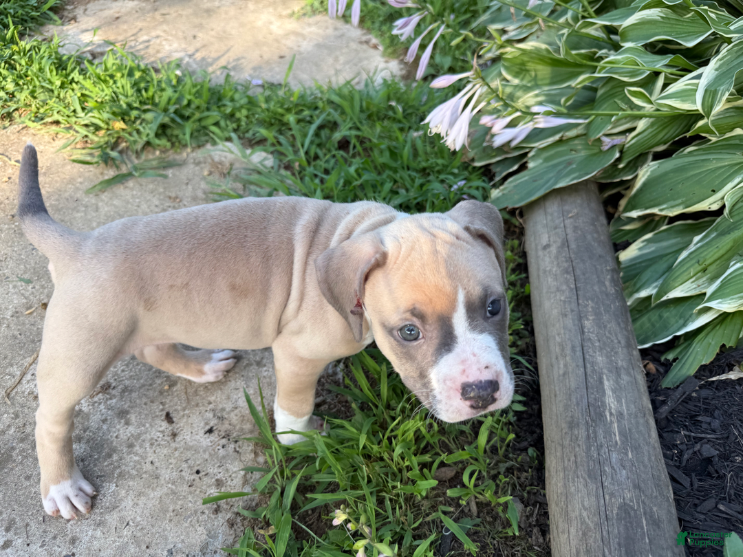 American Pit Bull Terrier dogs for sale: Peanut - Image 28