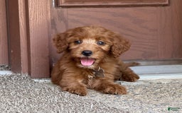 Goldendoodle dogs for sale: Paisley - Image 5