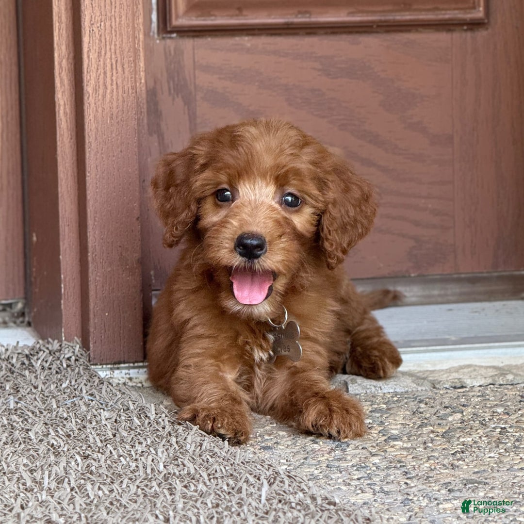 Goldendoodle dogs for sale: Paisley - Image 5