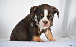 Beabull dogs for sale: Winston - Image 18