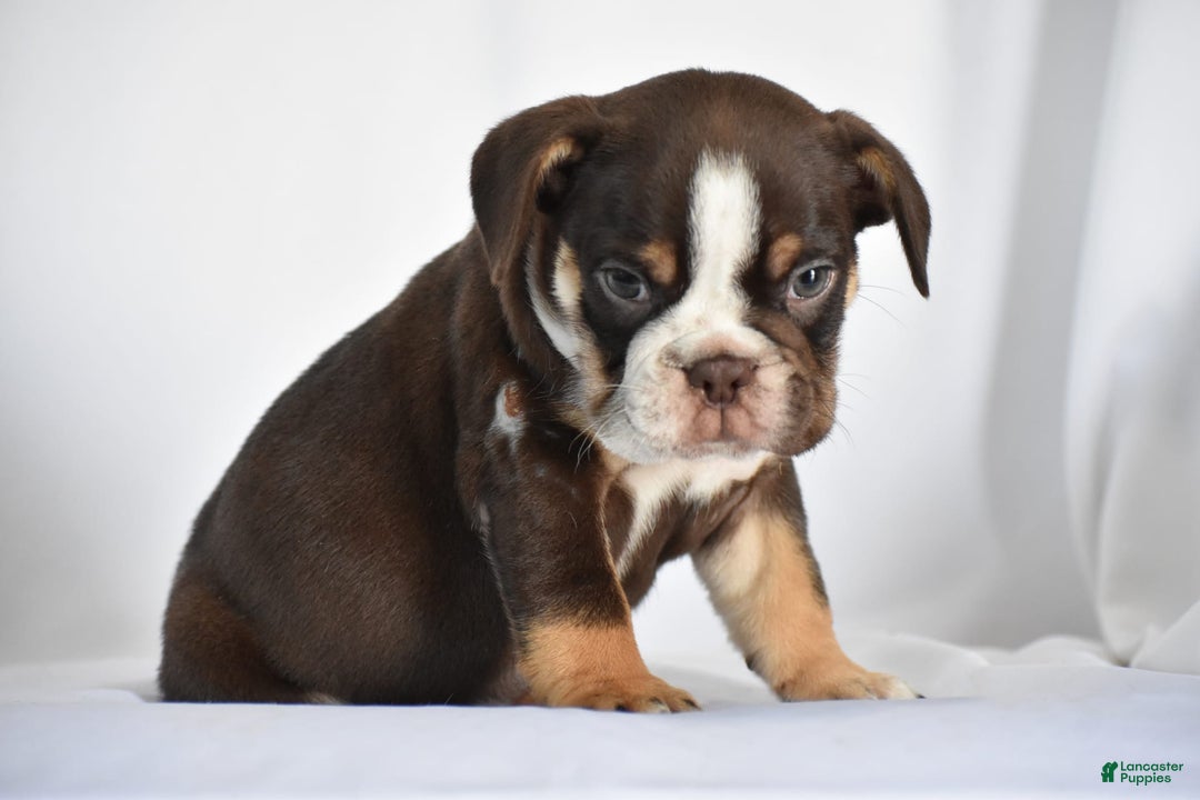 Beabull dogs for sale: Winston - Image 18