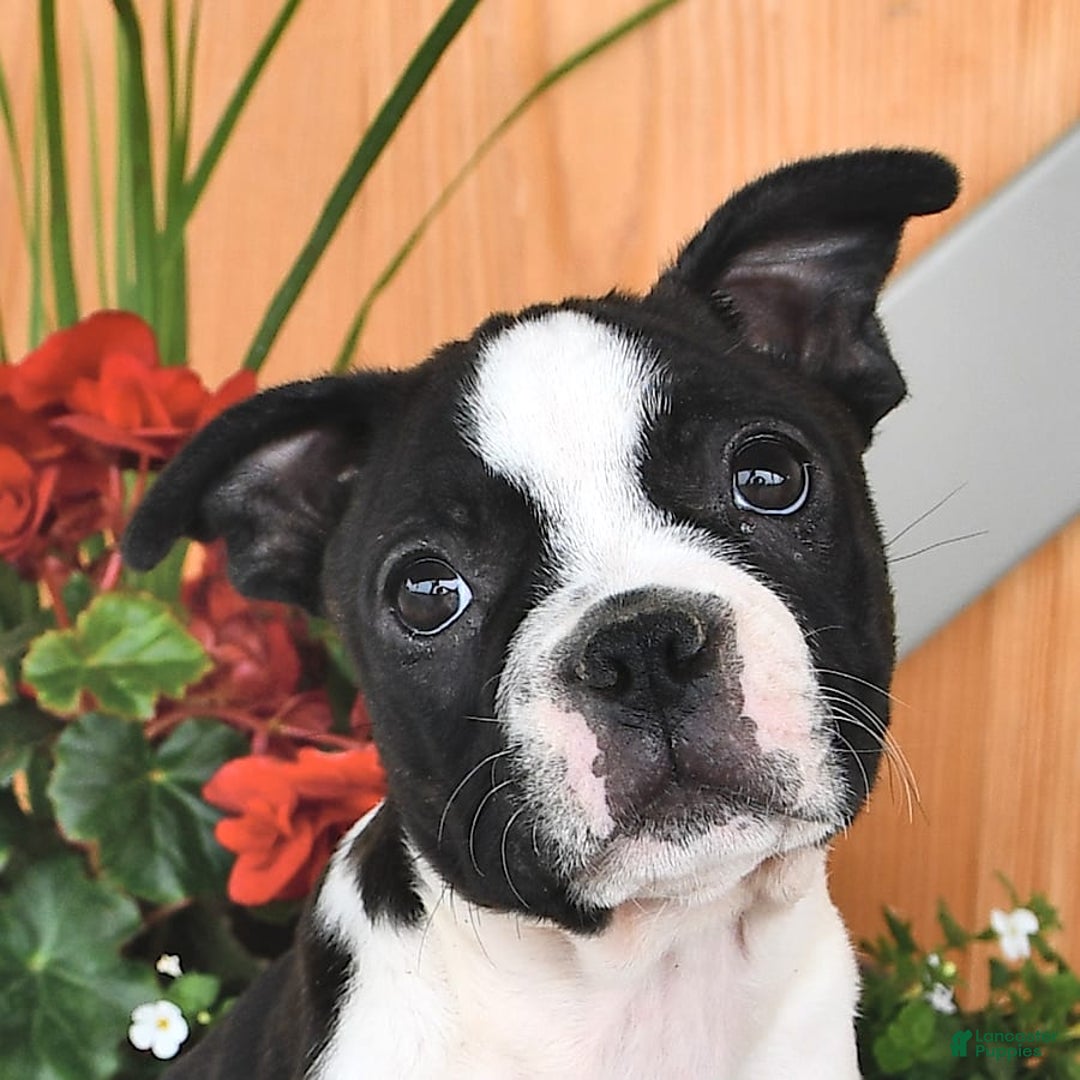 Boston Terrier dogs for sale: Lacey - Image 10