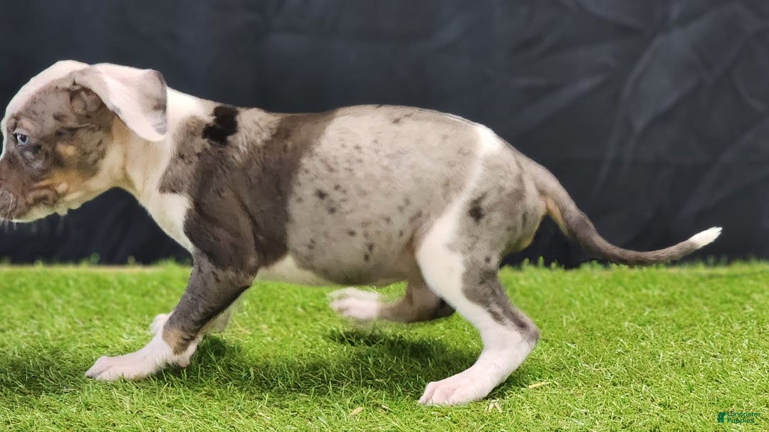 Catahoula Leopard Dog dogs for sale: Diamond 2025 F1 - Image 12