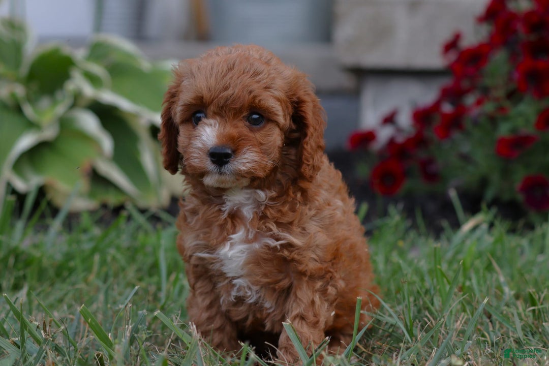 Cavapoo dogs for sale: Lexi - Image 1