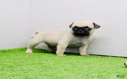 Pug dogs for sale: Max - Image 1
