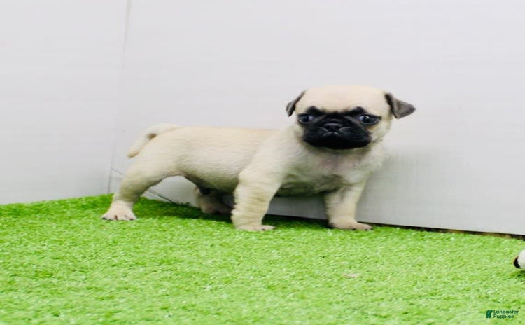 Pug dogs for sale - Ad 5