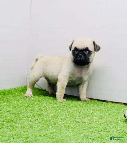 Pug dogs for sale - Ad 5