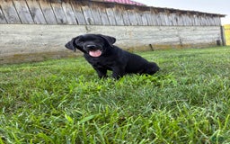 Labrador Retriever dogs for sale: Milo - Image 2