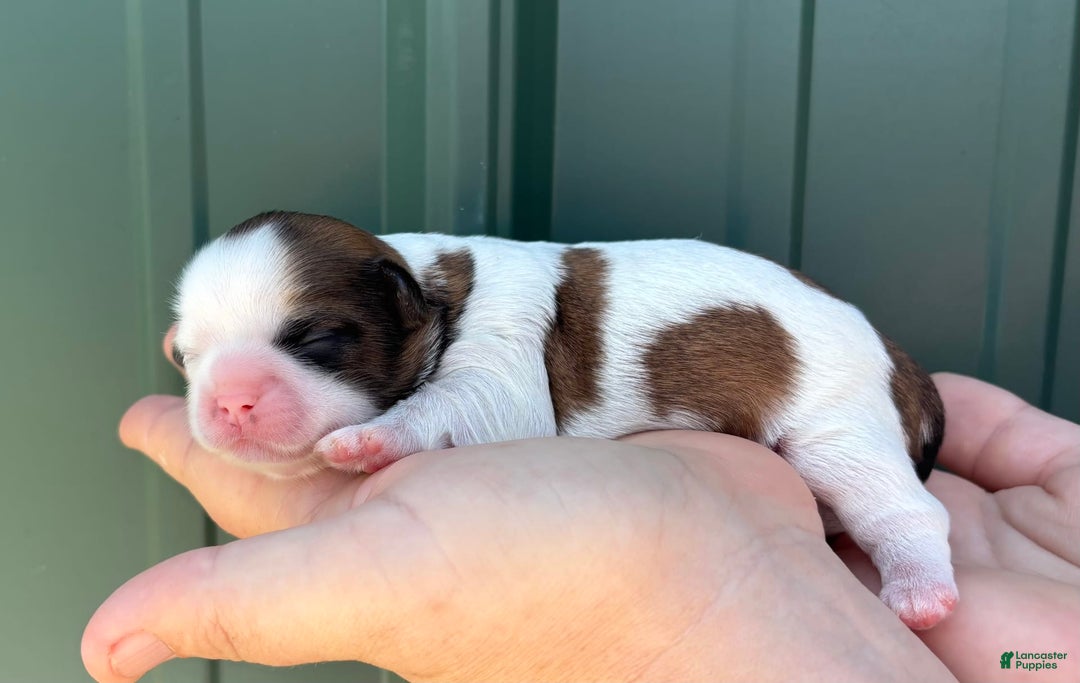 Shih Tzu dogs for sale: Bubbles - Image 3