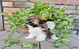 Havapoo dogs for sale: Mario - Image 5
