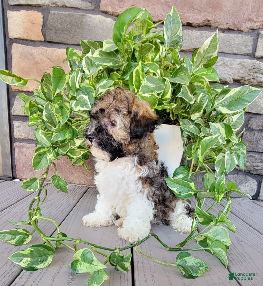 Havapoo dogs for sale: Mario - Image 5