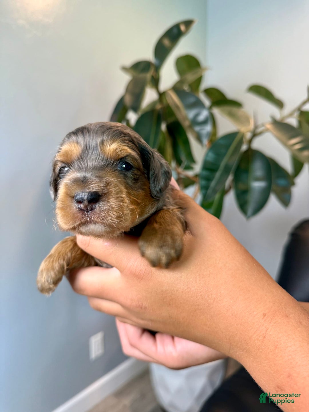 Mini Goldendoodle dogs for sale: Milo - Health tested - Image 5