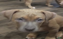 American Bully dogs for sale: Big Hoss - Image 75