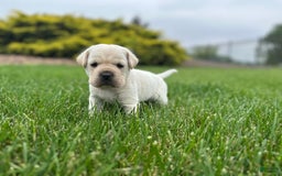 Mini Hippo dogs for sale: Dasher - Image 4