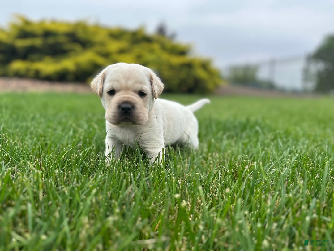 Mini Hippo dogs for sale: Dasher - Image 4