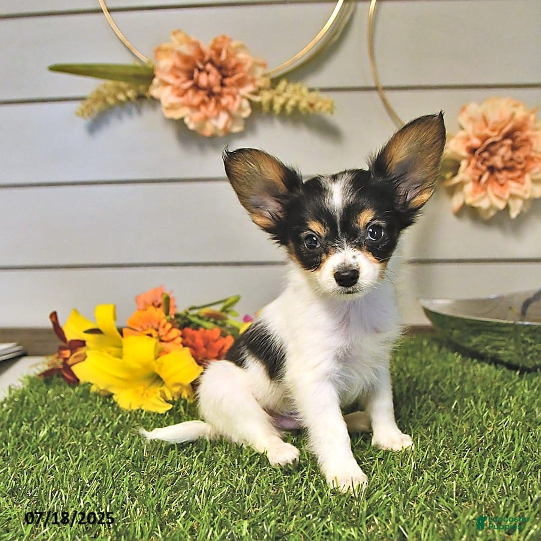 Papillon dogs for sale: Leo - Image 10