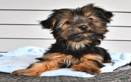 Yorkshire Terrier dogs for sale: River - Image 10