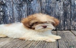 Lhasapoo dogs for sale: Pink Daisy - Image 10