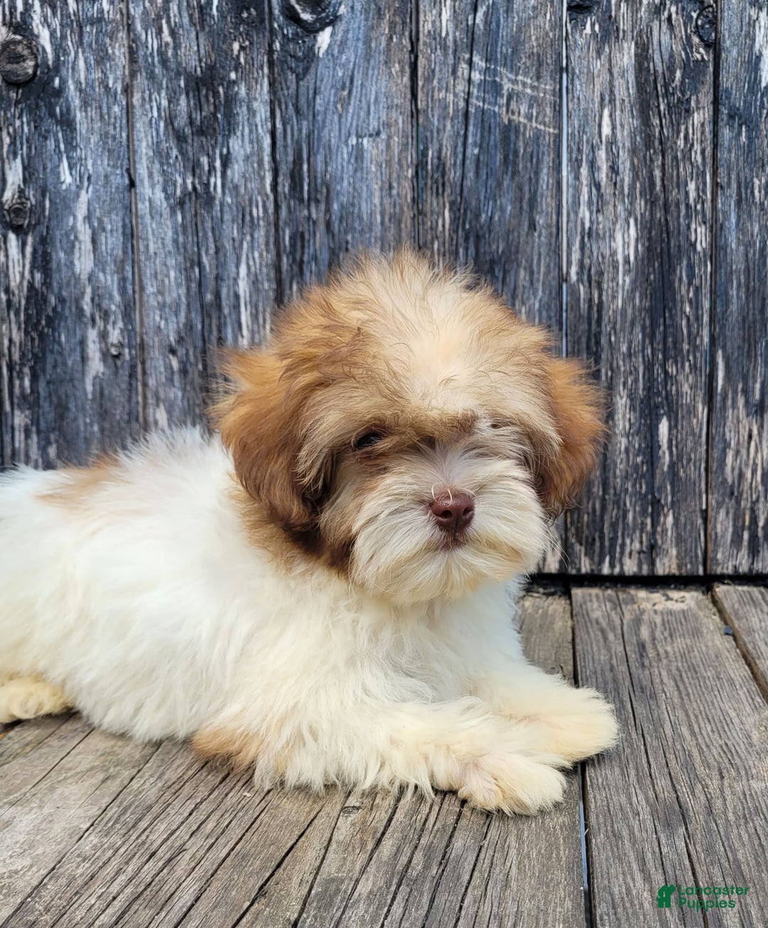 Lhasapoo dogs for sale: Pink Daisy - Image 10