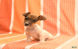 Jack Russell Terrier dogs for sale: Nick - Image 1