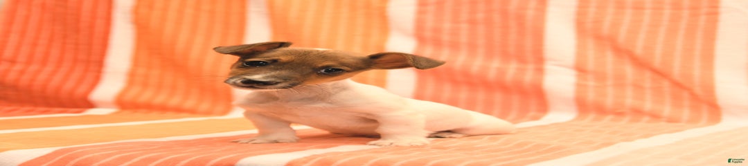 Nick