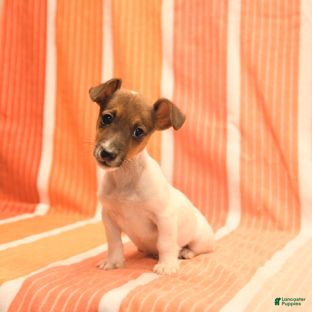 Jack Russell Terrier dogs for sale: Nick - Image 1
