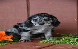 Cocker Spaniel dogs for sale: Dandelion - Image 2