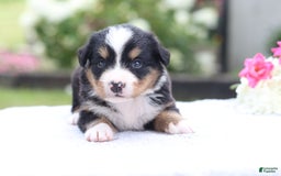 Bernese Mountain Dog dogs for sale: Phoebe AKC - Image 5