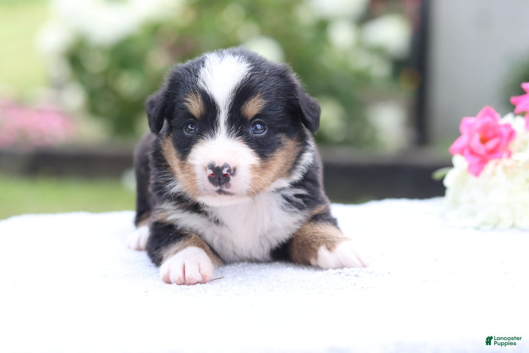 Bernese Mountain Dog dogs for sale: Phoebe AKC - Image 5
