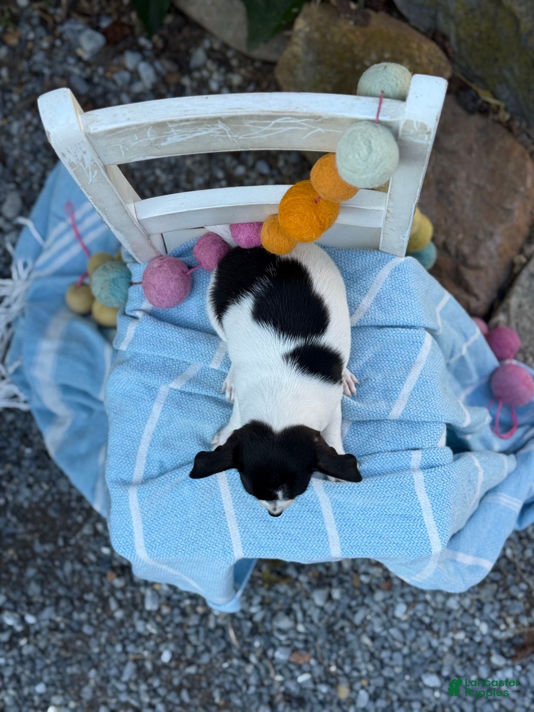 Chihuahua dogs for sale: Pepper - Image 5