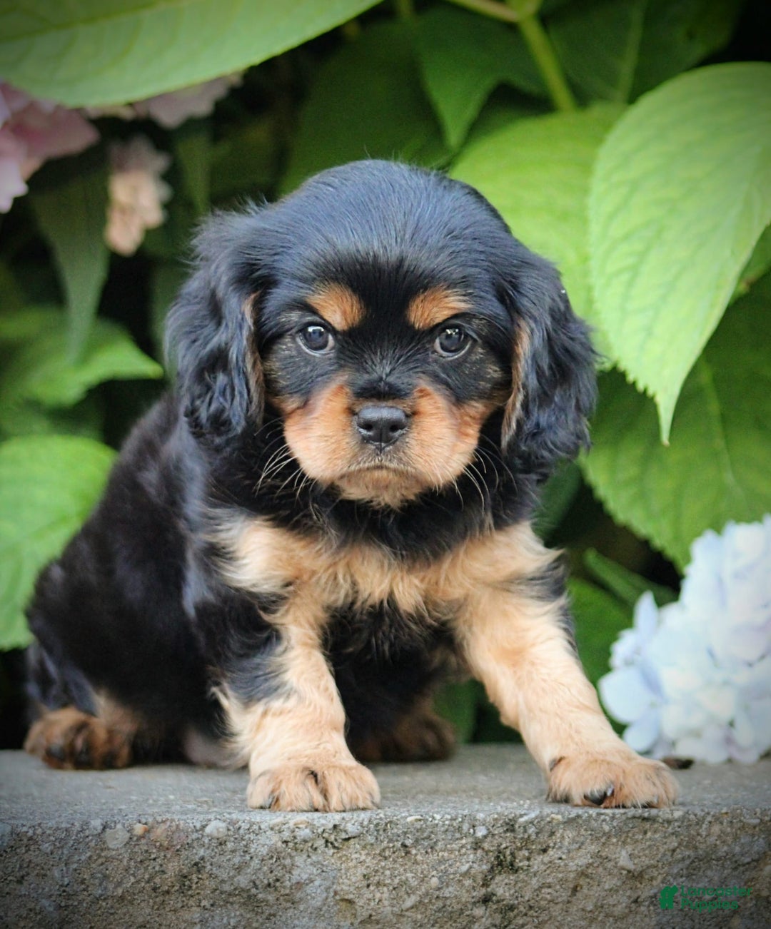 Cavalier King Charles Spaniel dogs for sale: Wilson - Image 3