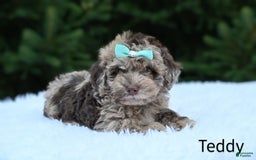 Havapoo dogs for sale: Havapoo 6 puppies - Image 11