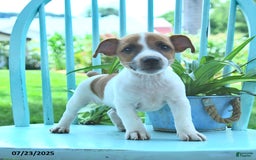 Jack Russell Terrier dogs for sale: Milo - Image 2