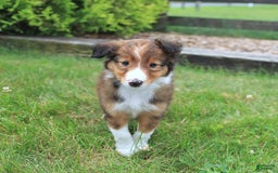 Shetland Sheepdog dogs for sale: Ritsy - Image 2