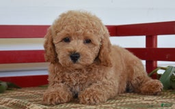 Cockapoo dogs for sale: Sheldon - Image 2