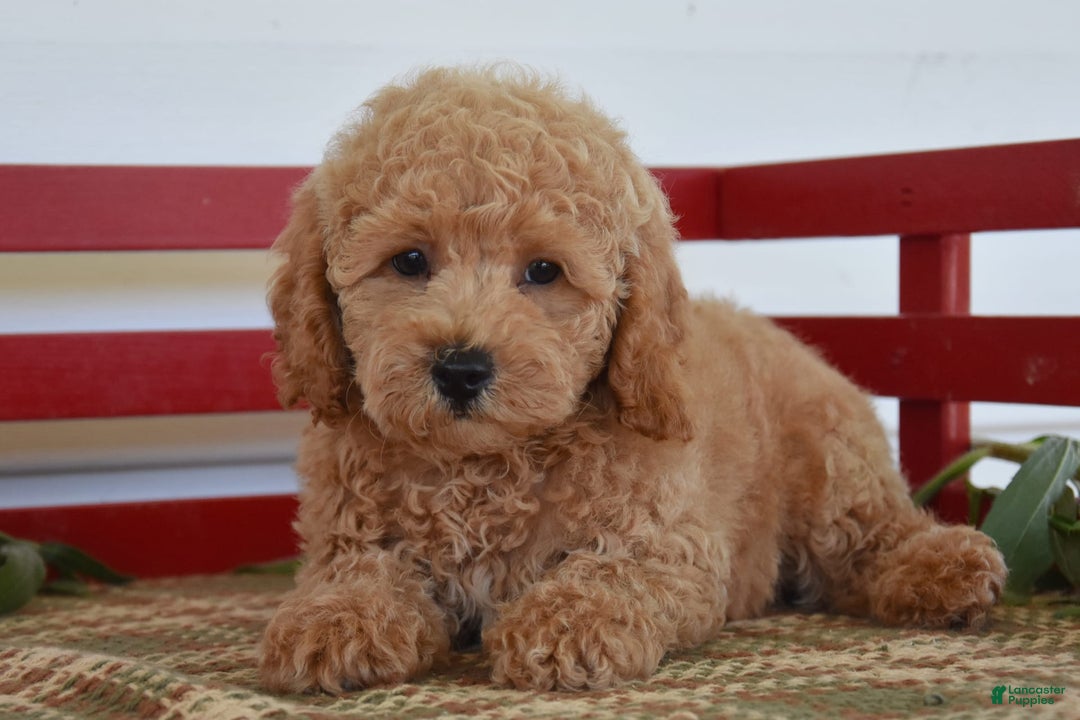 Cockapoo dogs for sale: Sheldon - Image 2