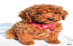Miniature Poodle dogs for sale: October - Image 3