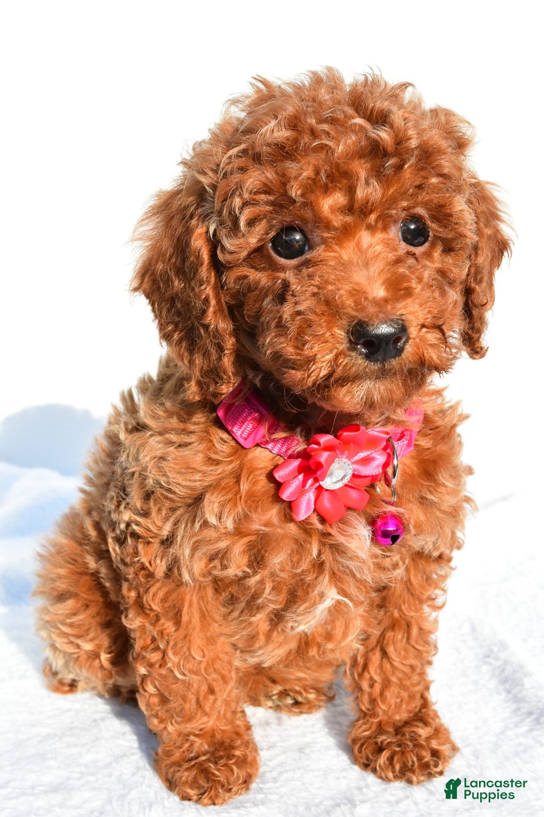 Miniature Poodle dogs for sale: October - Image 3